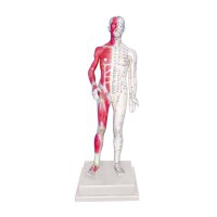 Modelo anatómico de cuerpo humano masculino 85 cm